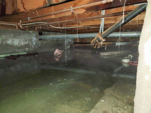 Best Water damage restoration near me  in Box Elder, SD